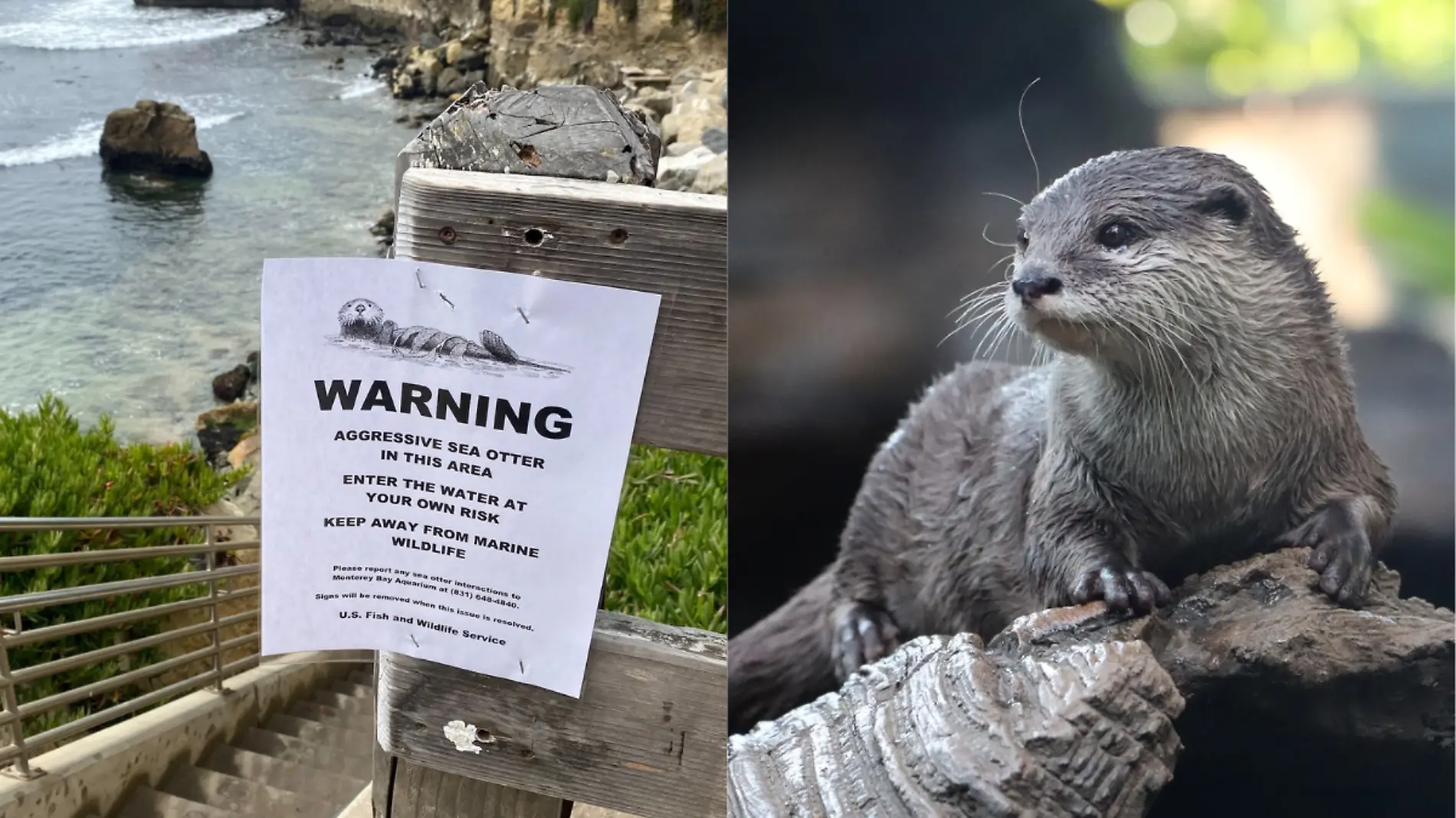 Nutria roba tablas California   (1)